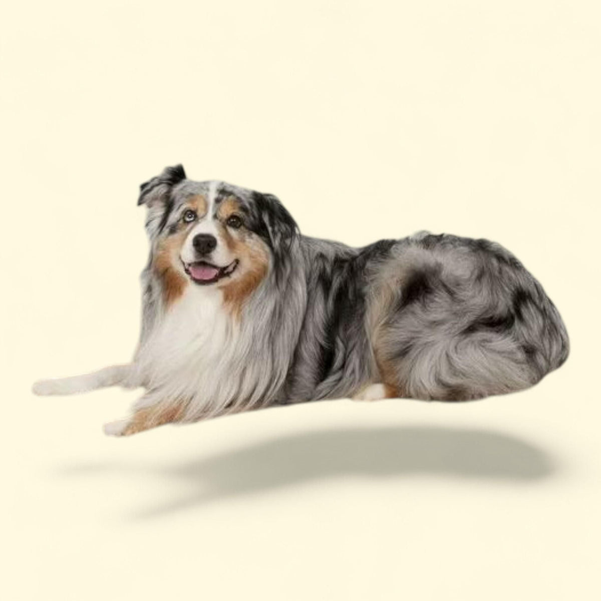 Aspen Pet Orthopedic Pet Bed for Dogs, 30" x 40"